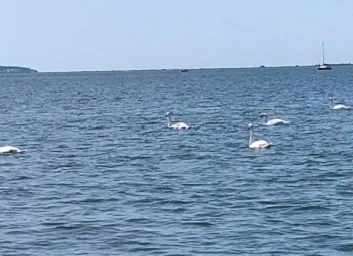 La sommelière - Cap-Ferret Cruise, Bassin d'Arcachon